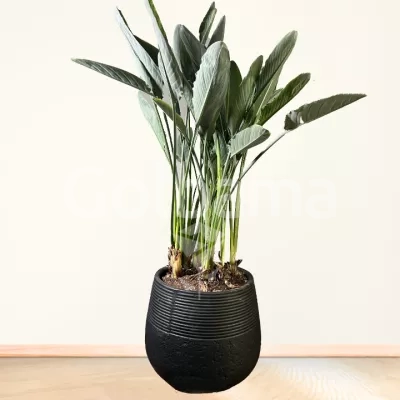 گل پرنده بهشتی