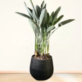 گل پرنده بهشتی گلدانی