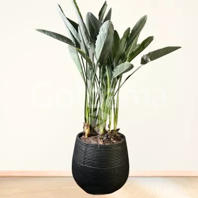 گل پرنده بهشتی