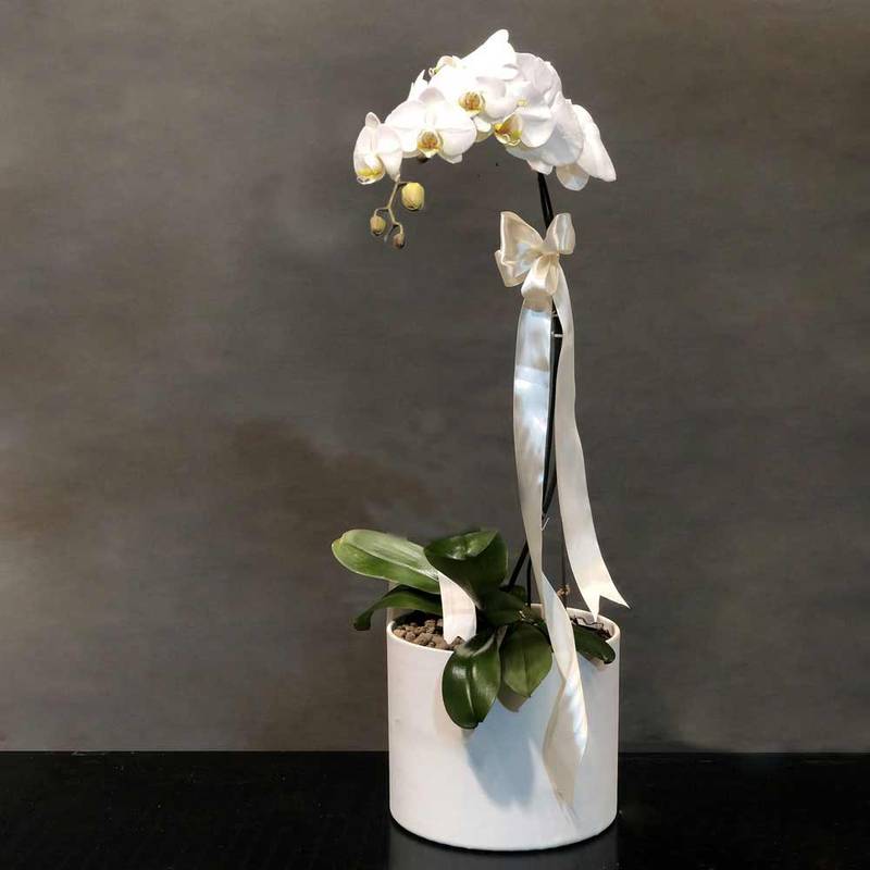 ارکیده تک شاخه