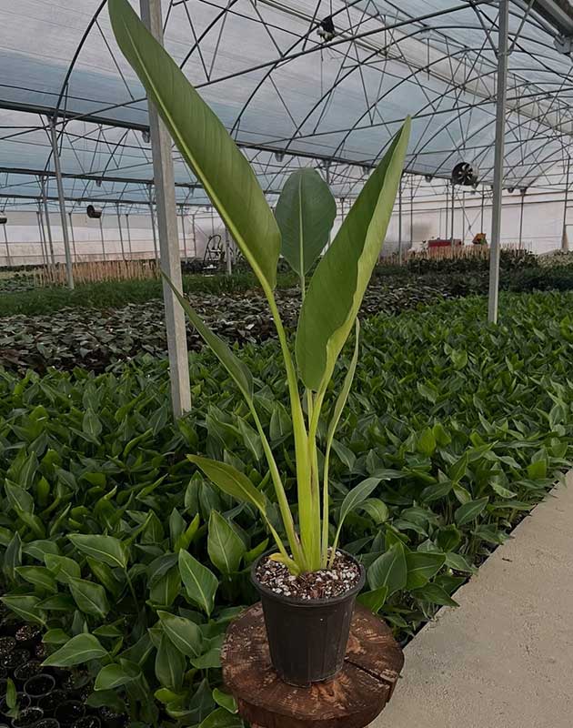 گل نخل مسافر