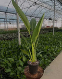 گل نخل مسافر