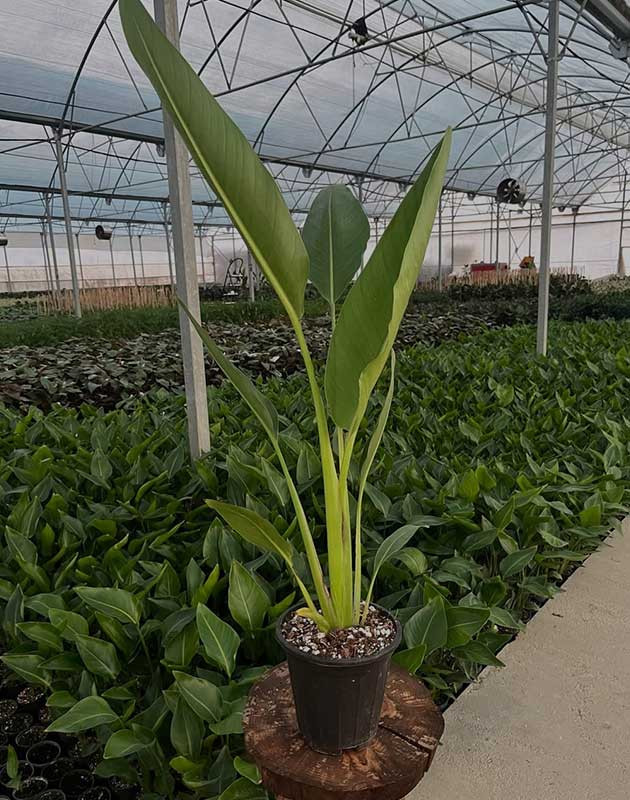 گل نخل مسافر گلدانی