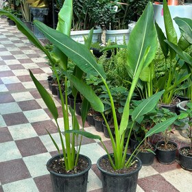 گل نخل مسافر