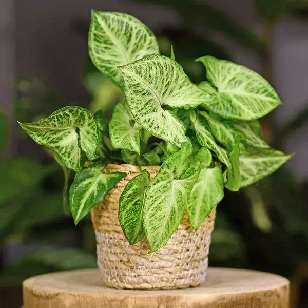 گل سینگونیوم