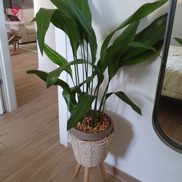 گل برگ عبابی برگ بزرگ گلدانی