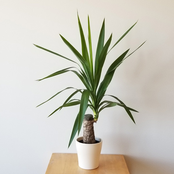 گل یوگا گلدانی شاداب