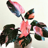 گل پرنسس صورتی گلدانی