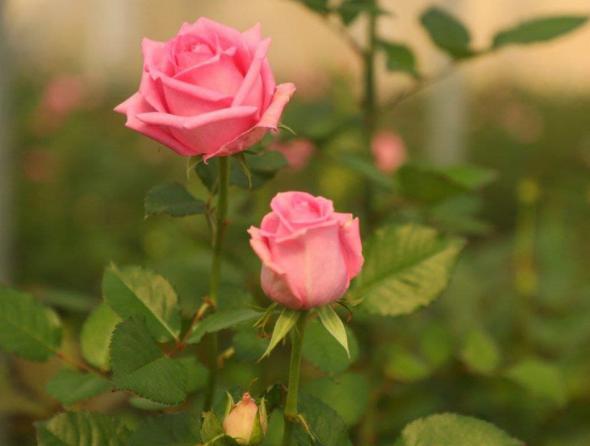 رز گراندیفلورا