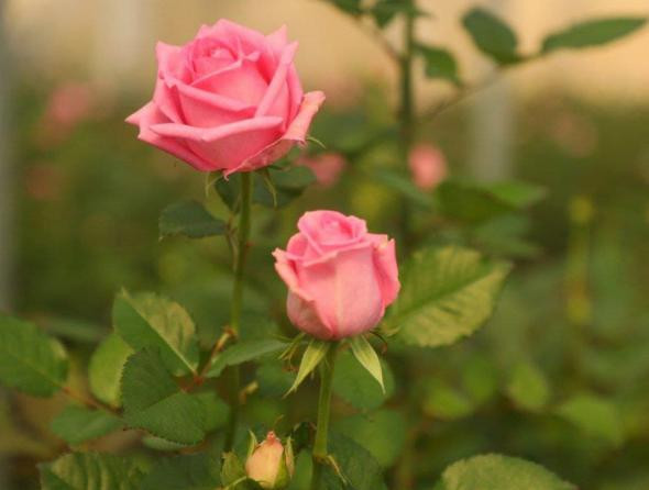 رز گراندیفلورا