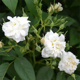 خرید رز پولیانتا گلدانی