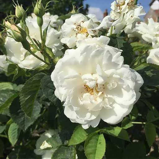 رز پولیانتا سفید بزرگ