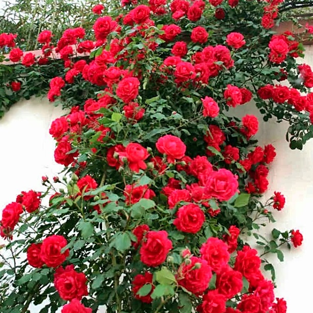 رز بالا رونده