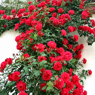 رز بالا رونده قرمز