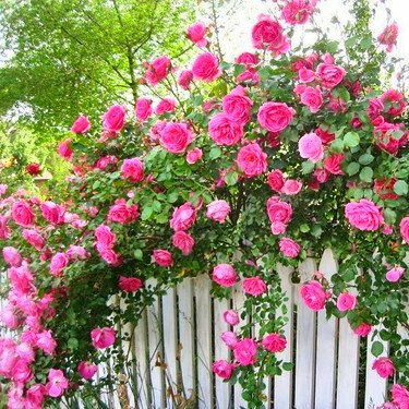 رز بالا رونده