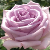 رز هلندی یاسی ابری