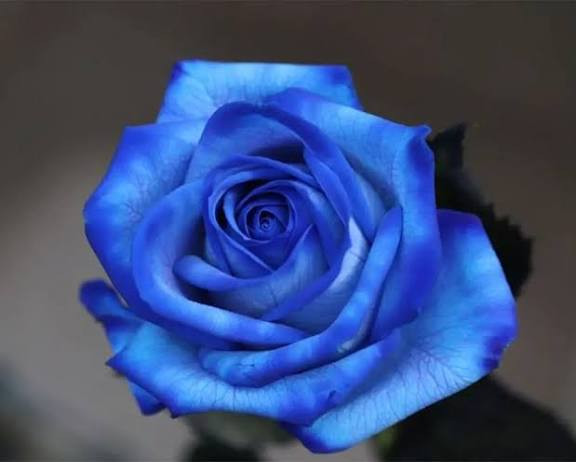 گل رز آبی آذر نهال سبز