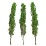 صنوبر کبوده