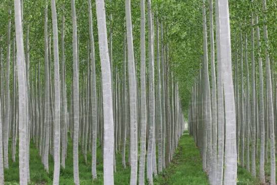 صنوبر کبوده