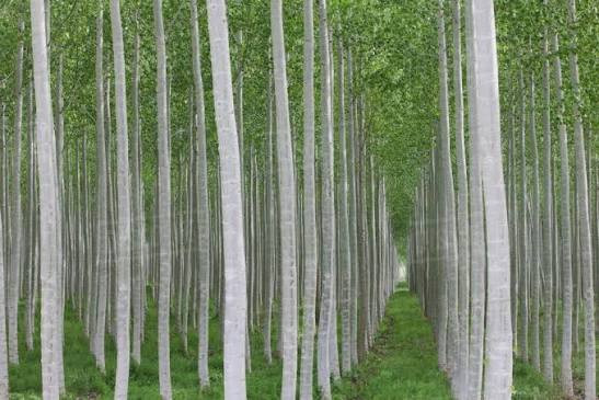 صنوبر کبوده دوساله