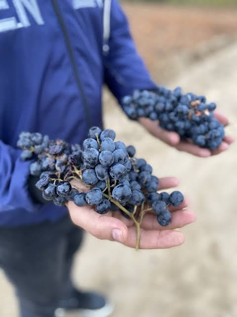 نهال انگور شرابی