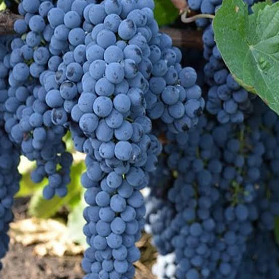 نهال انگور شانی