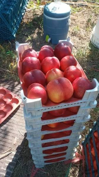 نهال شلیل دیرگل میوه درشت و ابدار