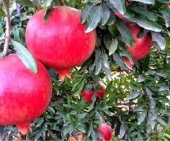 نهال انار دانه سیاه ابدار تو سیاه