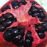 نهال انار دانه سیاه