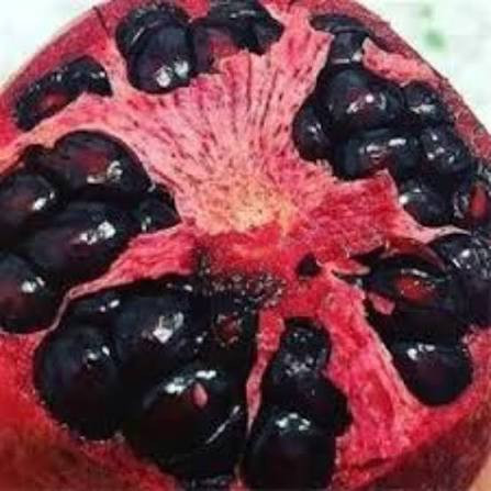 نهال انار دانه سیاه دانه درشت