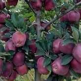 نهال سیب لبنانی قرمز