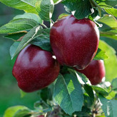 نهال سیب لبنانی قرمز