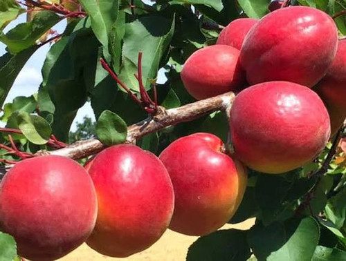 نهال زردالو تبرزه