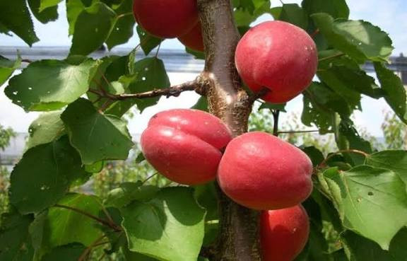 نهال زردالو تبرزه