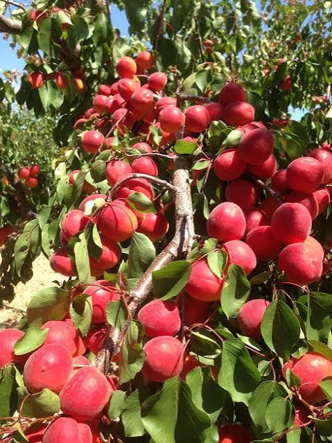 نهال زردالو تبرزه درشت قرمز