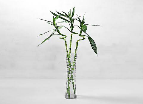 نهال بامبو ابی برگ دار