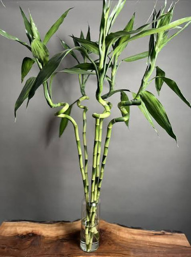 نهال بامبو ابی