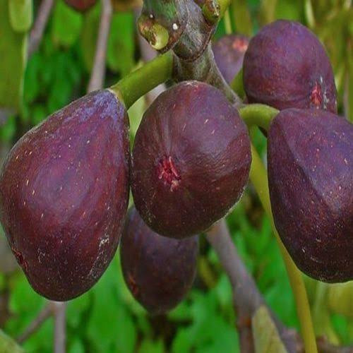 نهال شاه انجیر سیاه سه فصل