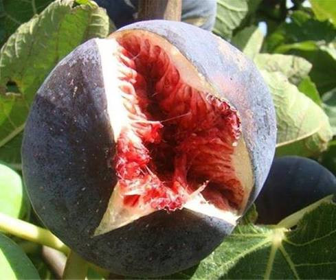 نهال شاه انجیر سیاه بزرگ