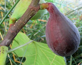 نهال شاه انجیر سیاه پایه کوتاه