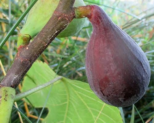 نهال شاه انجیر سیاه پایه کوتاه