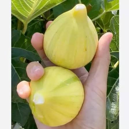 نهال شاه انجیر زرد