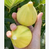 خرید نهال شاه انجیر زرد