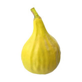 نهال شاه انجیر زرد بزرگ سه فصل