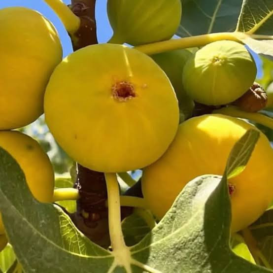 نهال شاه انجیر زرد پایه کوتاه درشت میوه