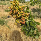 نهال پسته پیوندی