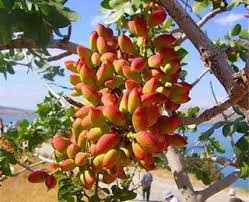 نهال پسته پیوندی احمد اقایی