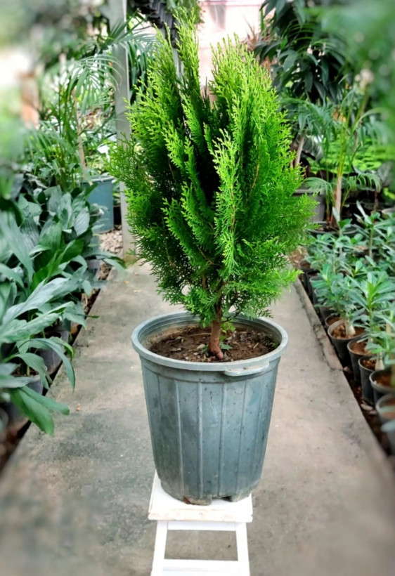 نهال کاج گلدانی سایز بزرگ