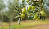 نهال زیتون روغنی