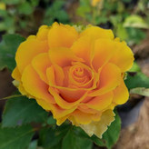 گل رز هلندی